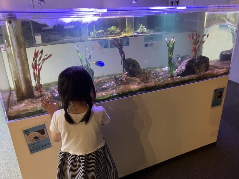水槽の魚を見る女の子